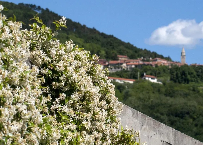 Il Glicine