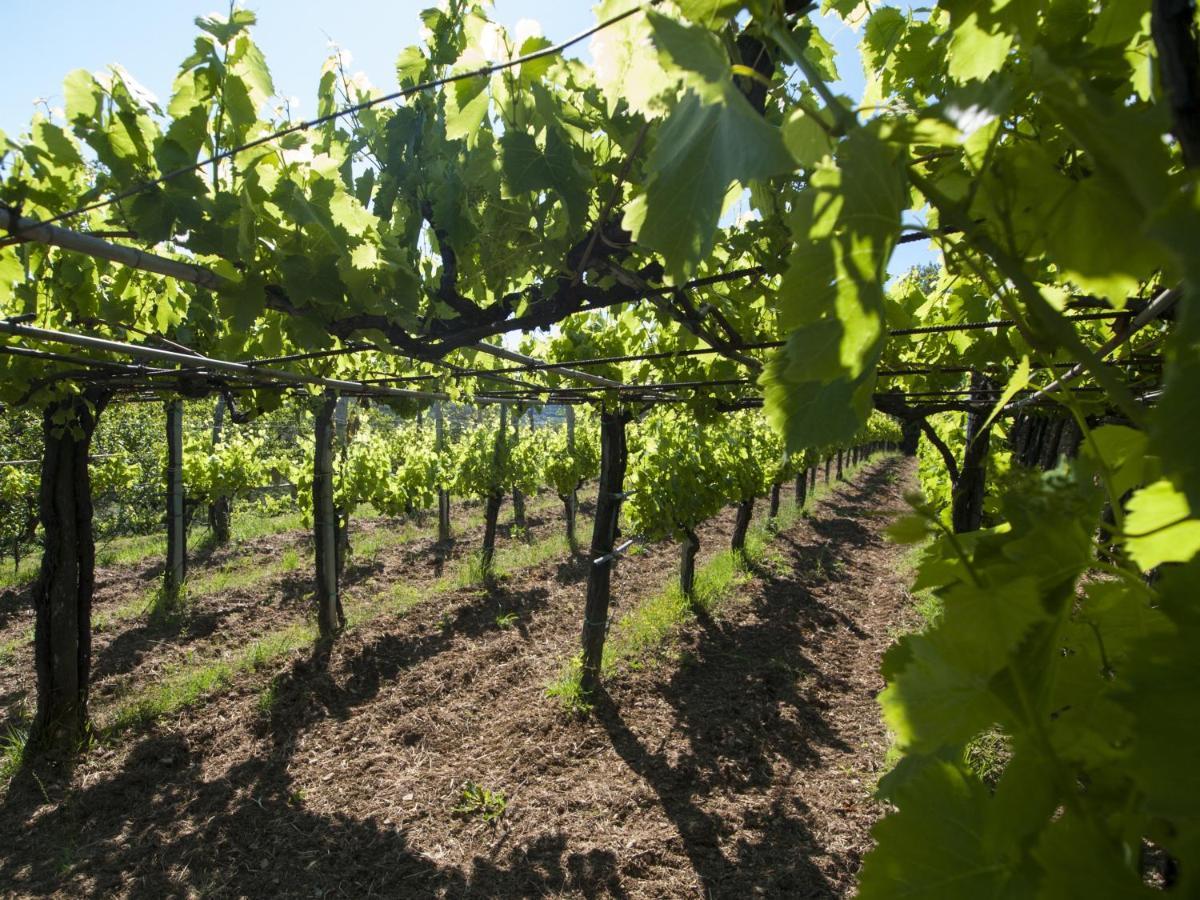 Frühstückspension Il Glicine San Dorligo della Valle